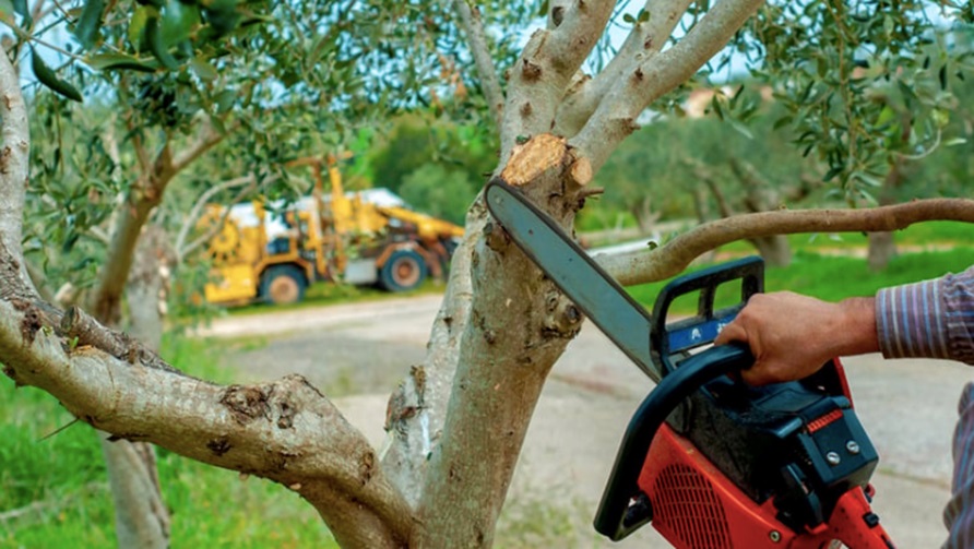The Long-Term Benefits of Routine Tree Care Services