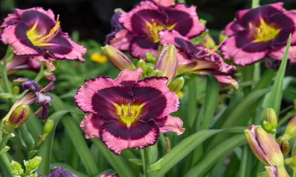 Small and Miniature Daylily Plants for Sale for Compact Ornamental Gardens