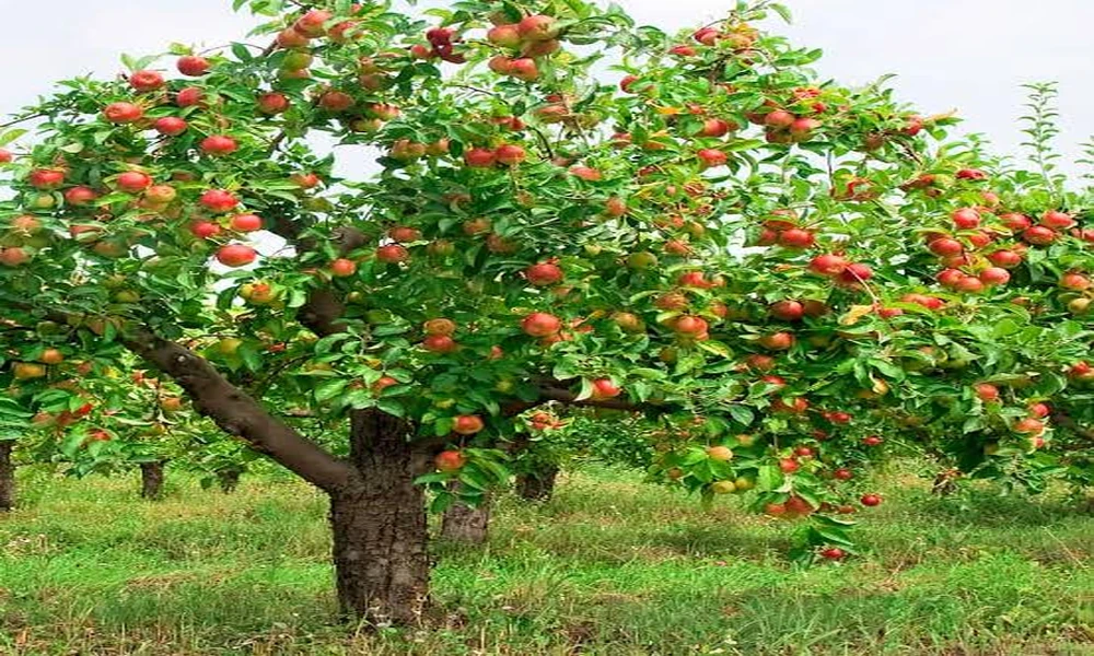How Much Care Fits Your Calendar? A Nursery Specialist Test for Fruit Trees for Sale